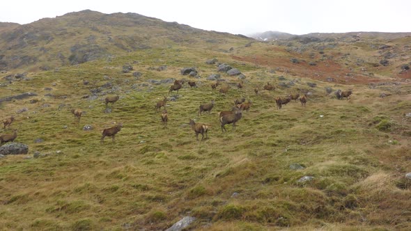 A Herd of Red Deer Stags in the Scottish Highlands alt