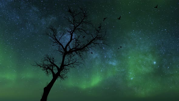 Silhouette Of Birds And Lone Tree With Milky Way and Aurora