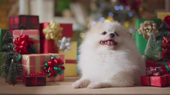 cute pomeranian white color fur hair dog smile and joyful with christmas tree decorating