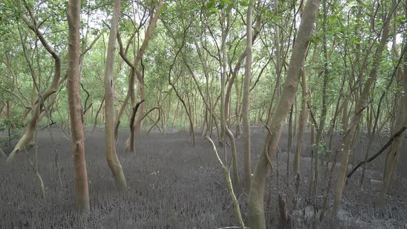 Panning view of mangrove forest with tree root alt