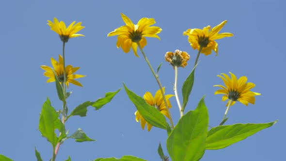 Jerusalem artichoke   blossom  against blue sky 4K 2160p UHD video - Helianthus tuberosus sunchoke p alt
