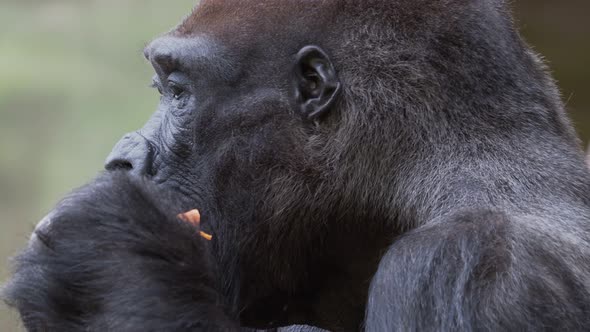 Gorilla eating carrot and observes the surroundings alt