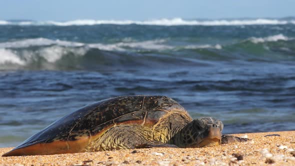 Wildlife Sea Turtle Resting on White Sand Beach Relaxing Warm Sunset Light alt