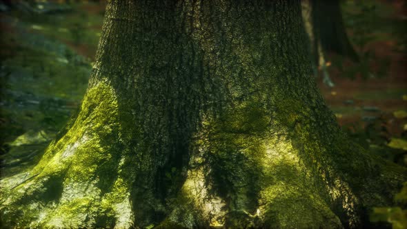 Tree Roots and Sunshine in a Green Forest with Moss alt