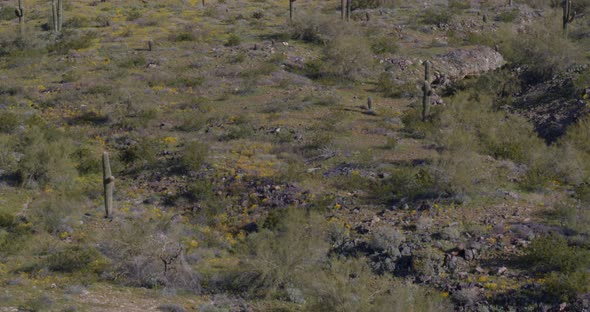 South Mountain Park Preserve in Arizona alt