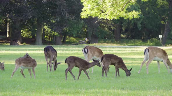 A Herd of Fallow Deer Grazes in a Meadow By a Forest on a Sunny Day