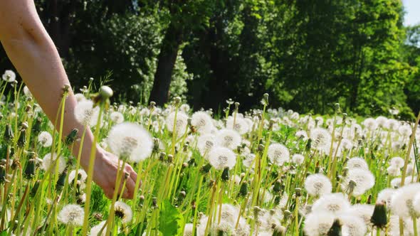 Hand of Woman Picking Dandelion Flower on Field alt