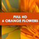 Orange Flowers Orange Flowers - VideoHive Item for Sale