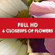 Flowers Flowers - VideoHive Item for Sale
