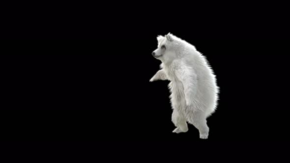 147 White Bear Dancing 4K alt