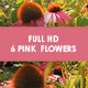 Pink Flowers Pink Flowers - VideoHive Item for Sale