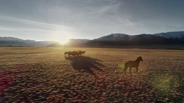 Horses Running Free in Meadow with Snow Capped Mountain Backdrop alt