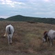 A Herd Of Horses Shot With A Drone In The Wild 11 - VideoHive Item for Sale