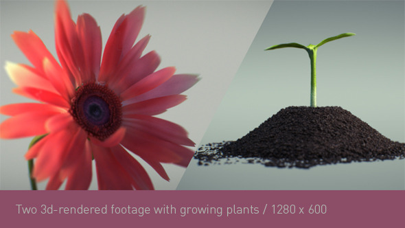 Growing Flower and Seed alt