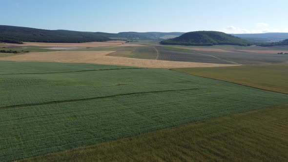 Aerial View on Green Wheat Field in Countryside alt
