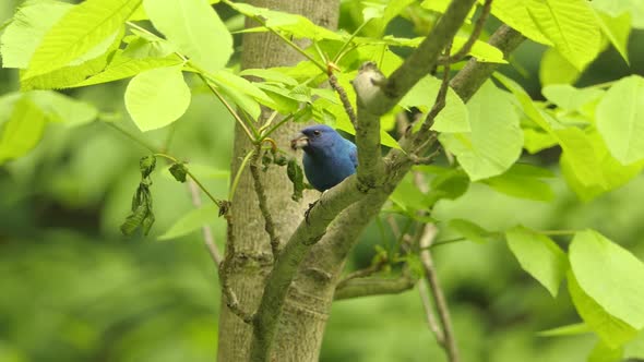 Indigo Bunting bird is eating insect just caught, birdwatching wild animal alt