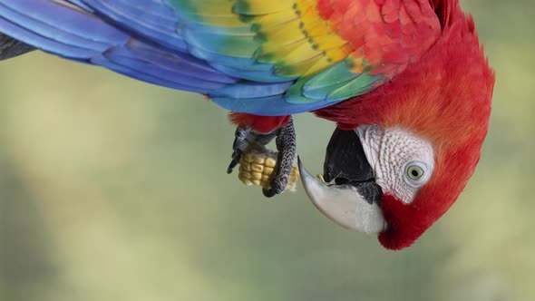 Portrait orientation shot of scarlet macaw, ara macao with striking plumage appearance, grabbing a c alt