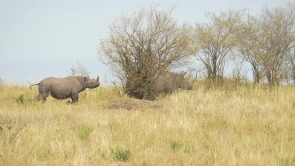 Two rhinoceros running in Masai Mara alt