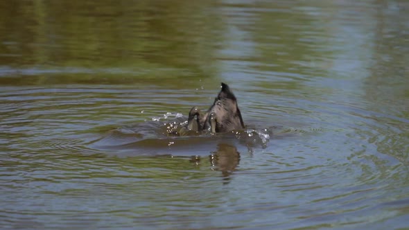 Profile View of Grebe Chick Diving in Slow Motion