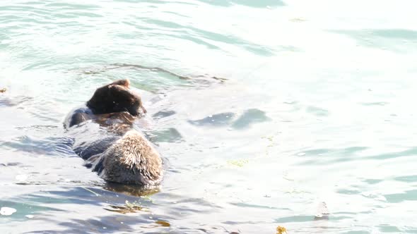 Wild Sea Otter Marine Animal Swimming in Ocean Water California Coast Wildlife