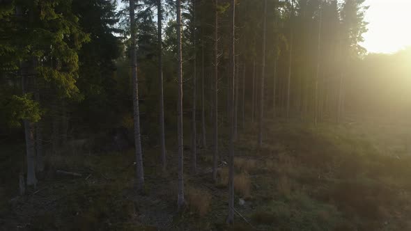 Flying in Pine Tree Forest at Sunrise