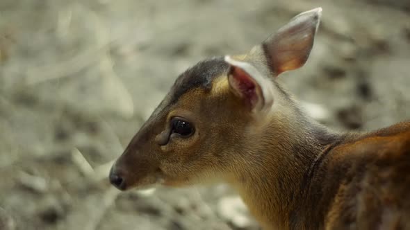 Chinese Muntjac Deer standing still but moving the ears alt