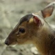 Chinese Muntjac Deer standing still but moving the ears - VideoHive Item for Sale