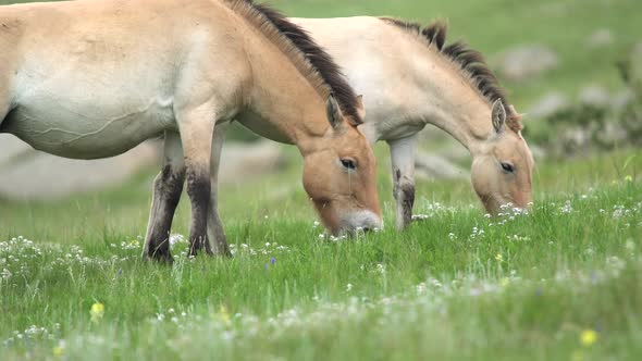 Wild Przewalski Horses in Natural Habitat in The Meadow of Mongolia alt