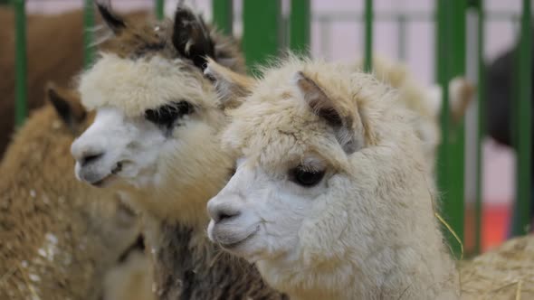 Portrait of Alpacas at Agricultural Animal Exhibition  Close Up View