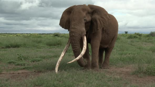 African Elephant (Loxodonta africana) tilt shot of big bull "Tusker" with huge tusks, eating, in the alt