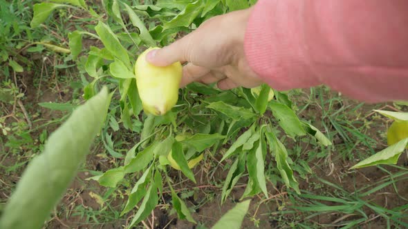 Ripe Green Bell Peppers Hanging on the Plant in a Vegetable Garden alt