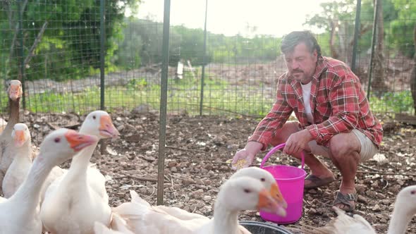 Mature age farmer feeding geese from bio organic food in the farm chicken coop