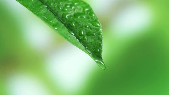 raining shower in the dense forest, close-up of rainfall in jungle