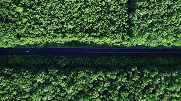 Road With Cars in Colorful Countryside Forest alt