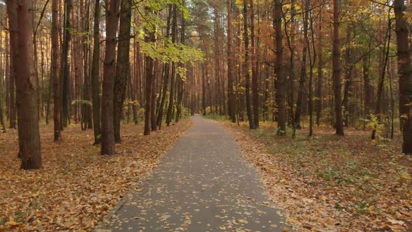 Asphalt Path in the Autumn Deciduous Forest