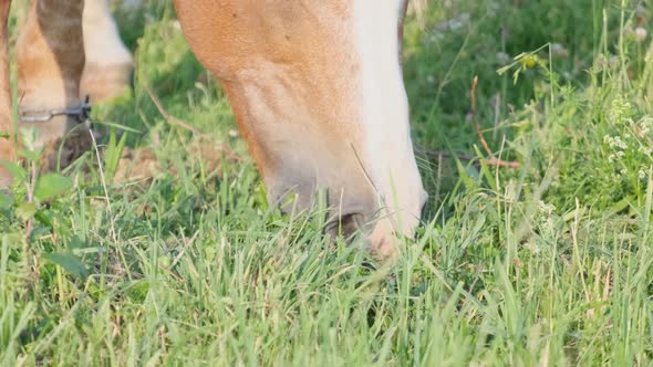 Beautiful Chestnut Horse Grazes on a Green Field alt