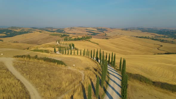 Tuscany Landscape with Grain Fields Cypress Trees on the Hills at Sunset alt