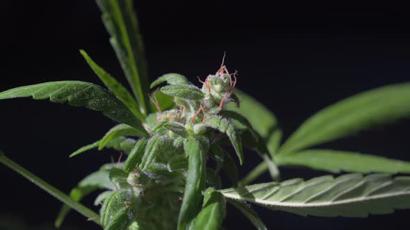 Static shot of the top of a marijuana plant with growing bud in outdoor light. alt