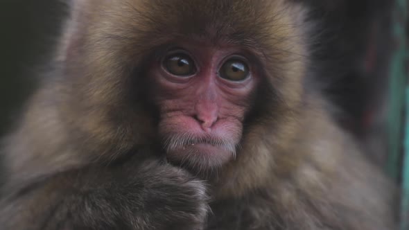 Cute baby snow monkey in park alt