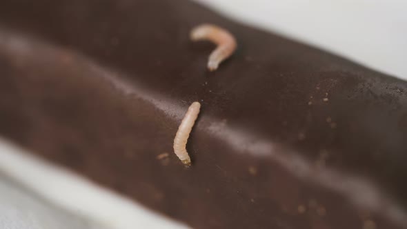 Larva on Damaged Chocolate Candy