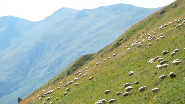 Sheep on a Green Meadow in Mountains