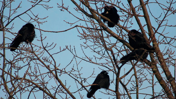 Ravens on Tree 25