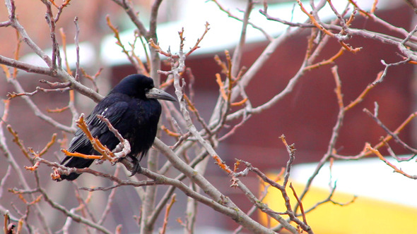 Ravens on Tree 28