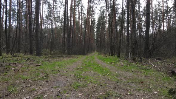 Aerial View of the Road Inside the Forest alt