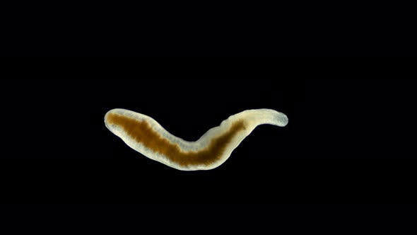 flatworm of the Prorhynchidae family under a microscope, Order Lecithoepitheliata alt