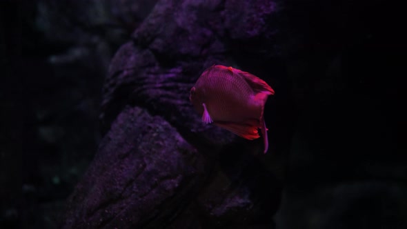 Big Group of the Jack Fish  Reflection Against the Surface in Beautiful Blue Water alt