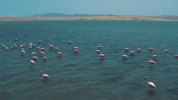 Drone shot of flamingos in flight desert in Paracas National Reserve in Peru 4K