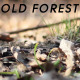 Old Forest - VideoHive Item for Sale