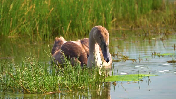 Beautiful brown swan (Cygnus olor) on the creek. Time lapse alt