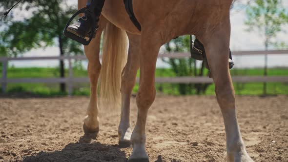 A Champagne Horse Moving Slowly With A Rider On Its Saddle Horse Legs And Hooves alt
